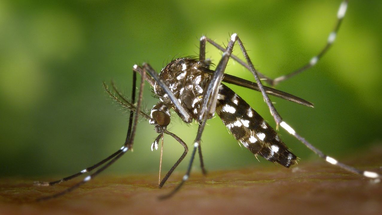 moustique tigre Aedes albopictus