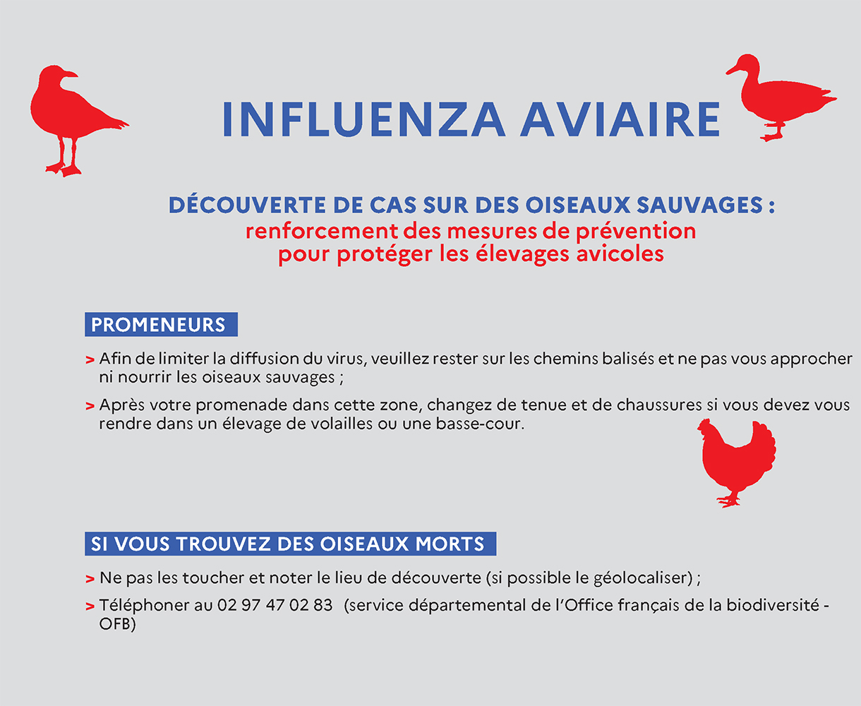 Visuel grippe aviaire