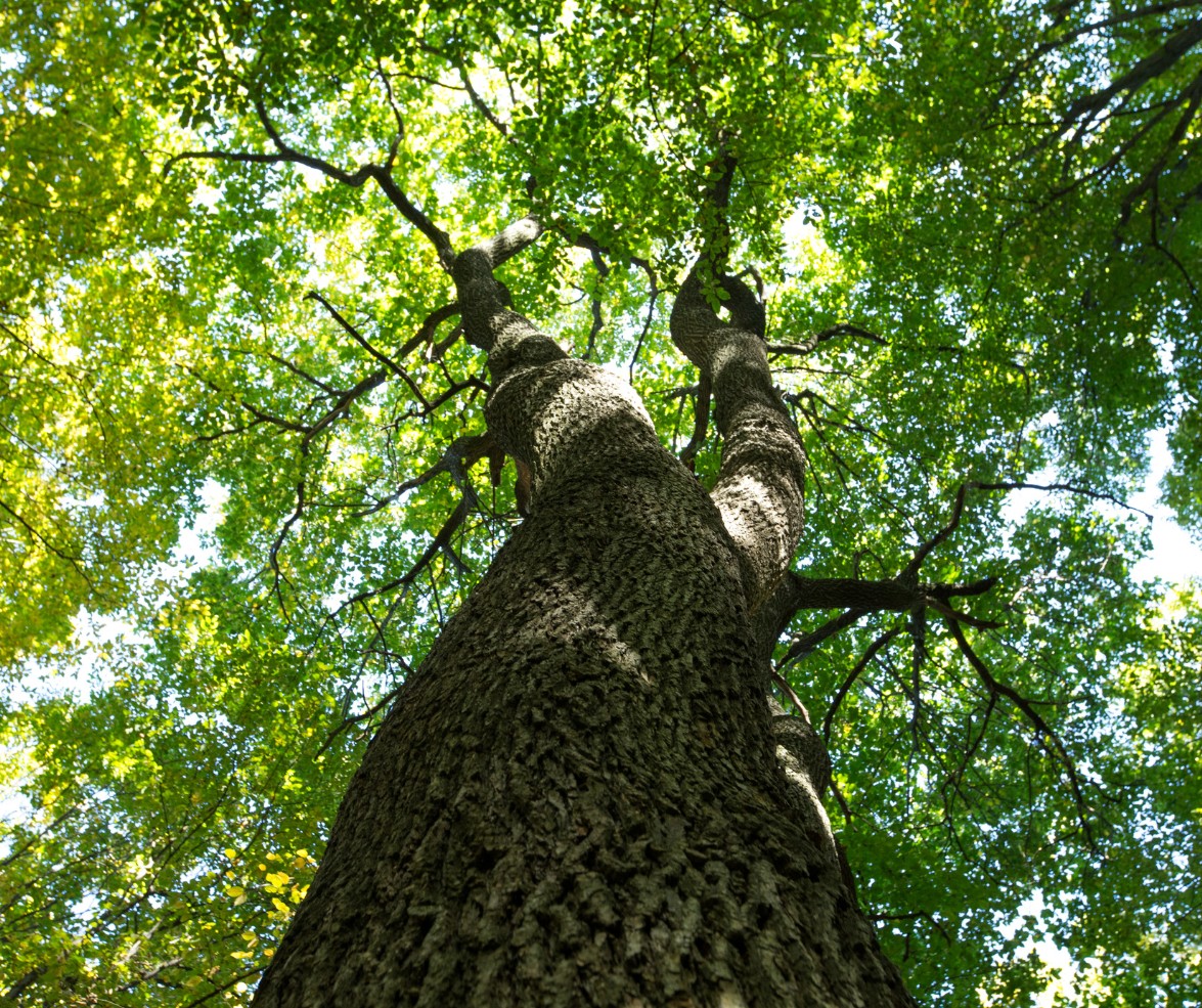 photo d'arbre